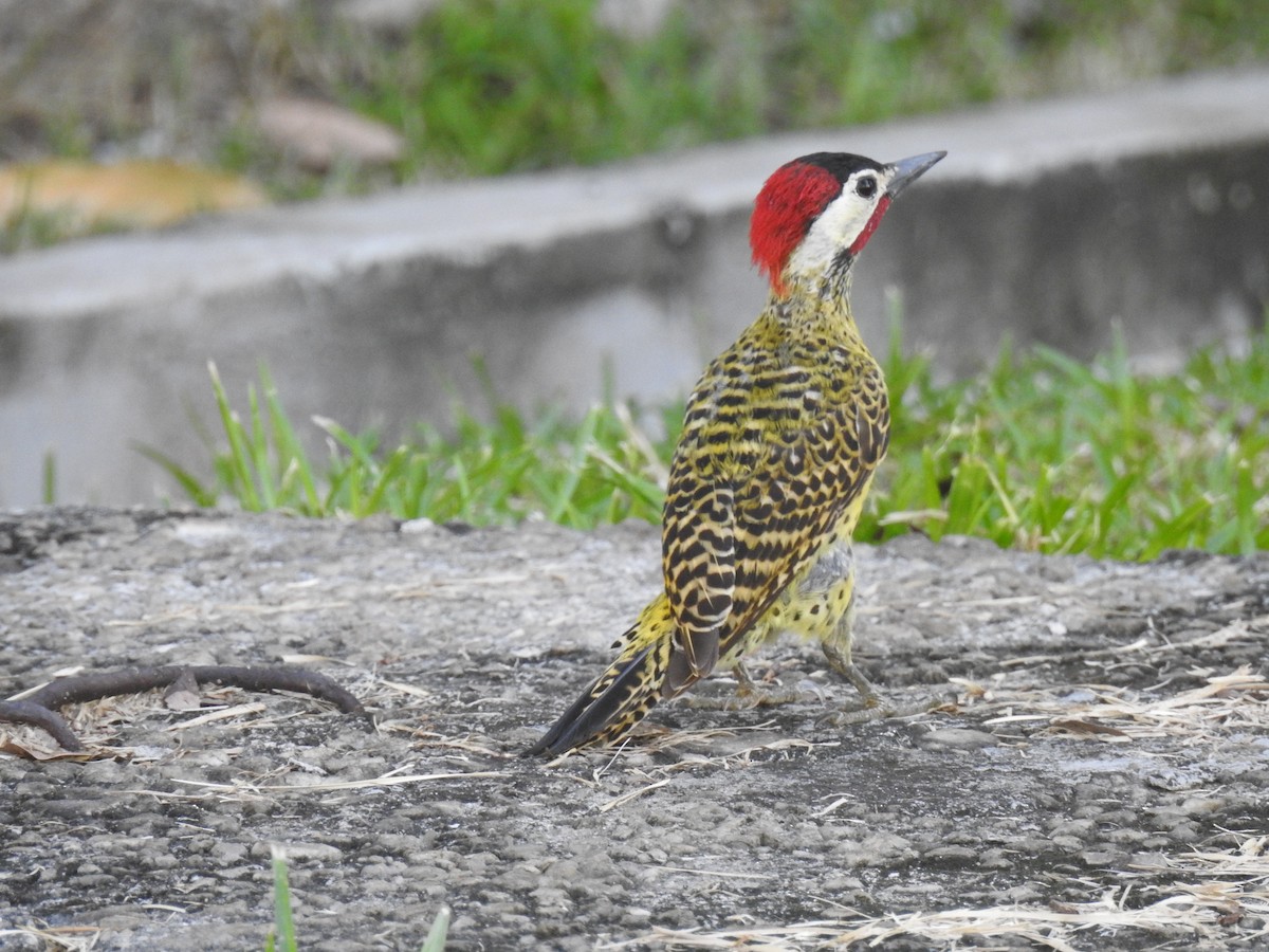 Green-barred Woodpecker - ML645260282