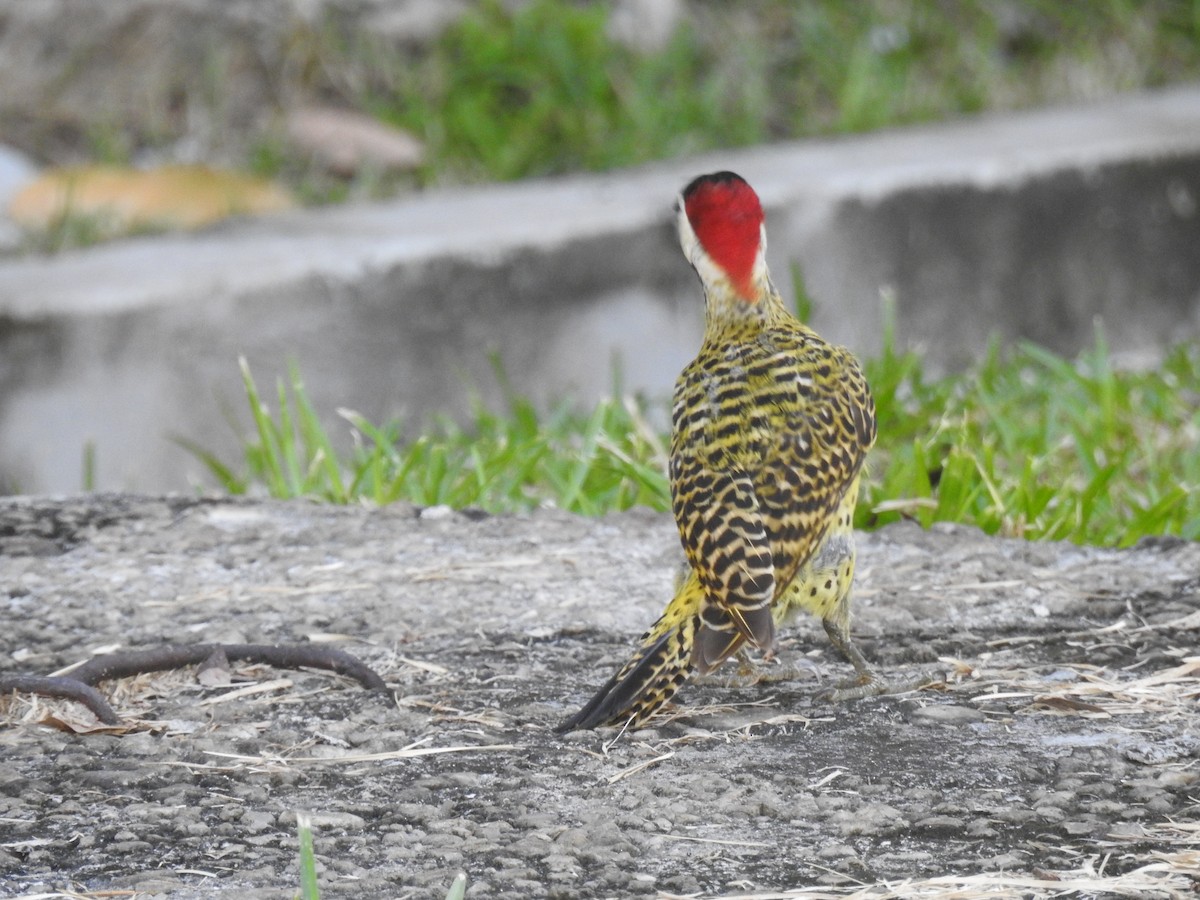 Green-barred Woodpecker - ML645260283
