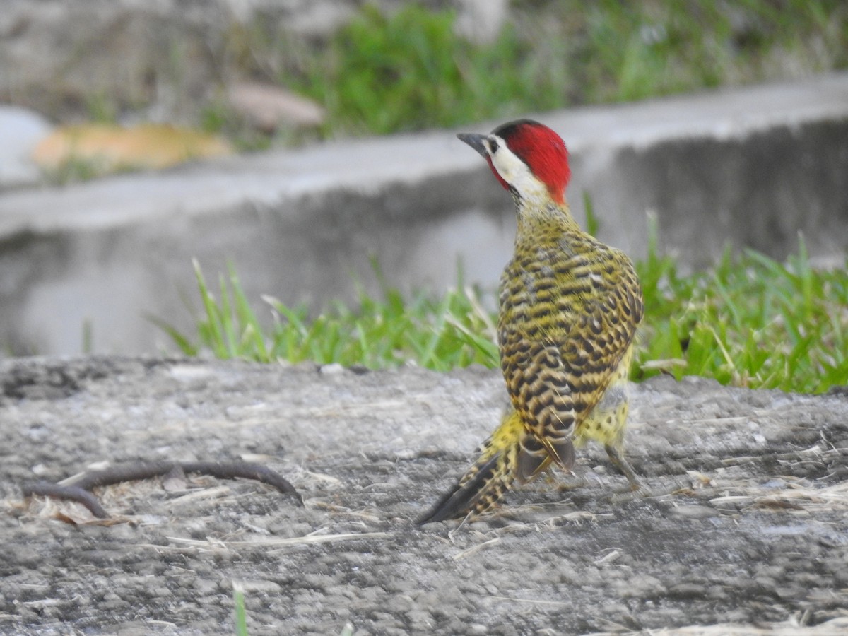 Green-barred Woodpecker - ML645260286