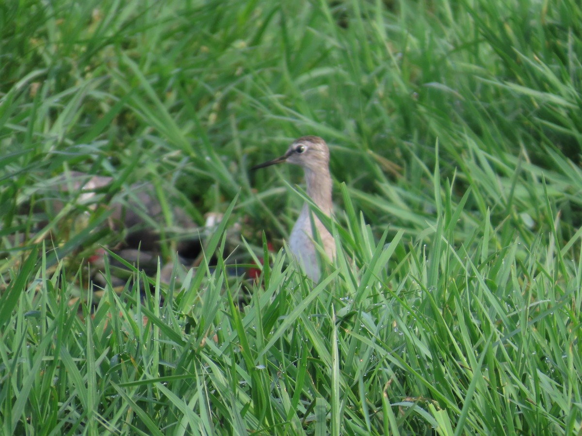タカブシギ - ML645260290