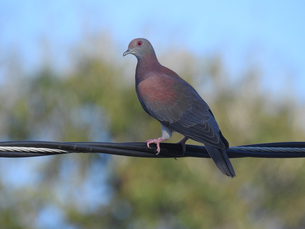 Pale-vented Pigeon - ML645260291