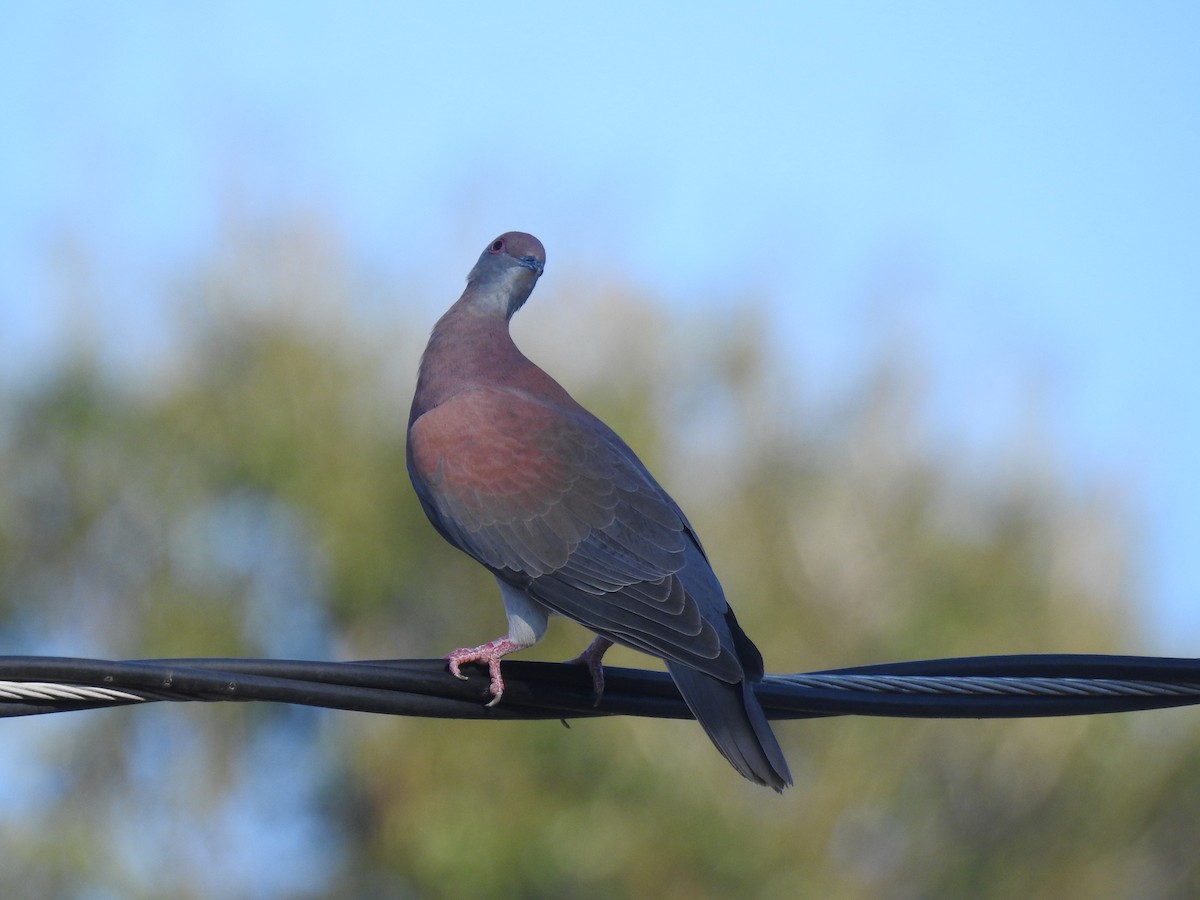 Pale-vented Pigeon - ML645260293