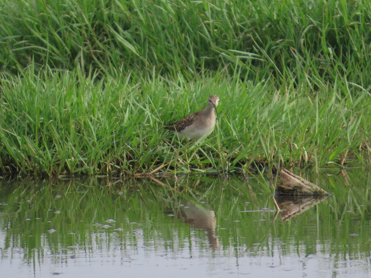 タカブシギ - ML645260295
