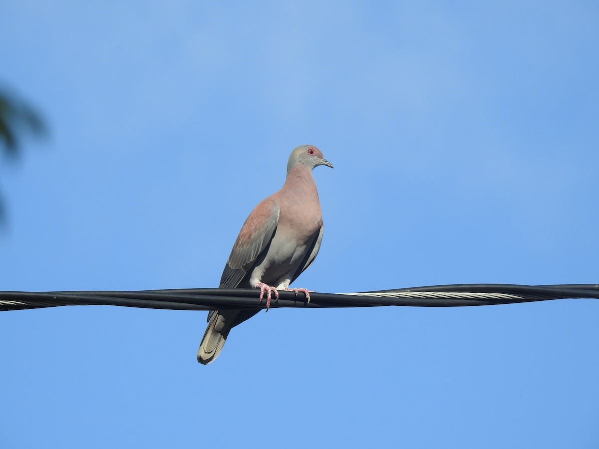 Pale-vented Pigeon - ML645260296