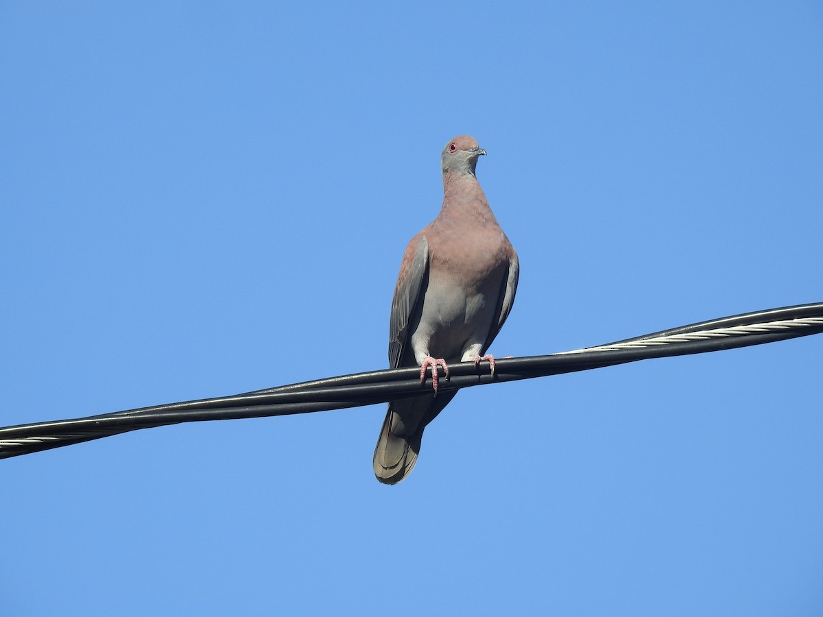 Pale-vented Pigeon - ML645260299