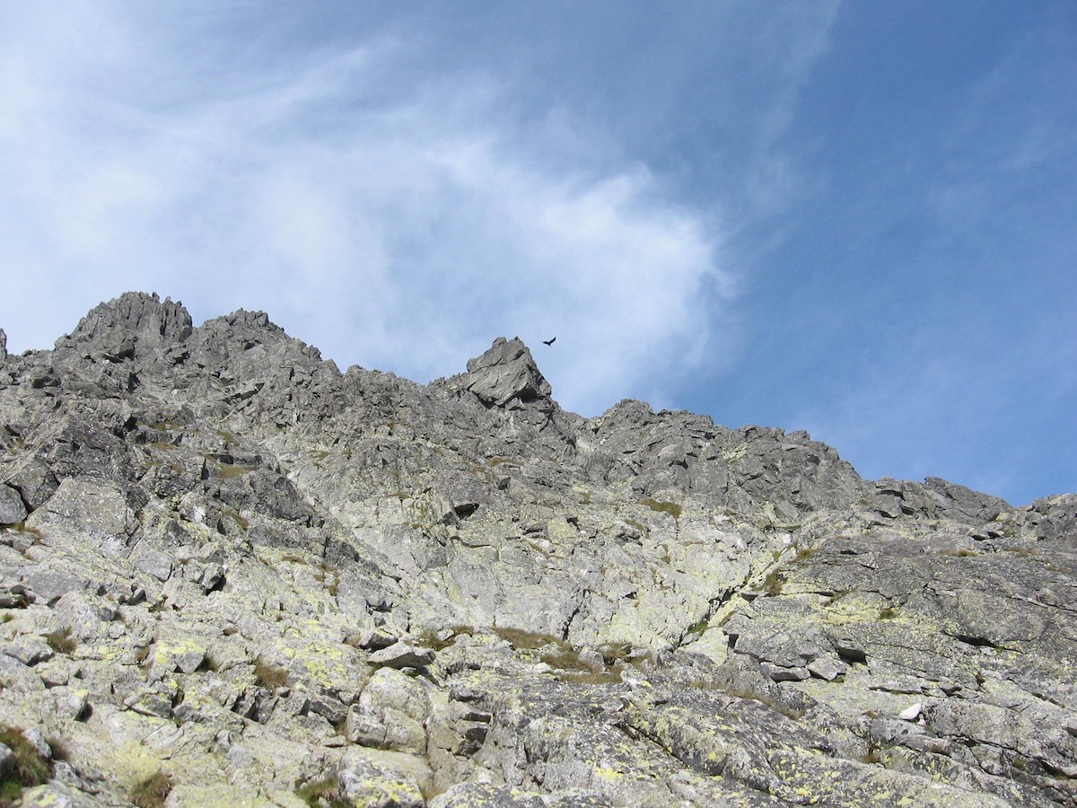 Common Raven - ML645260303