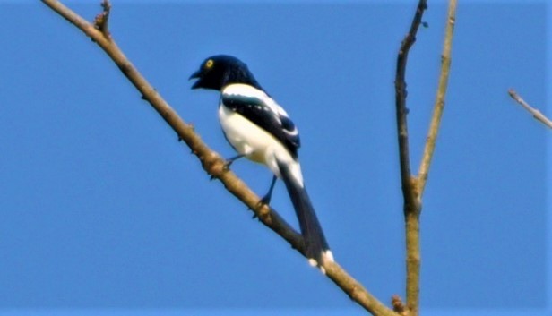 Magpie Tanager - ML645260308