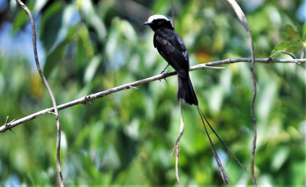 Long-tailed Tyrant - ML645260322