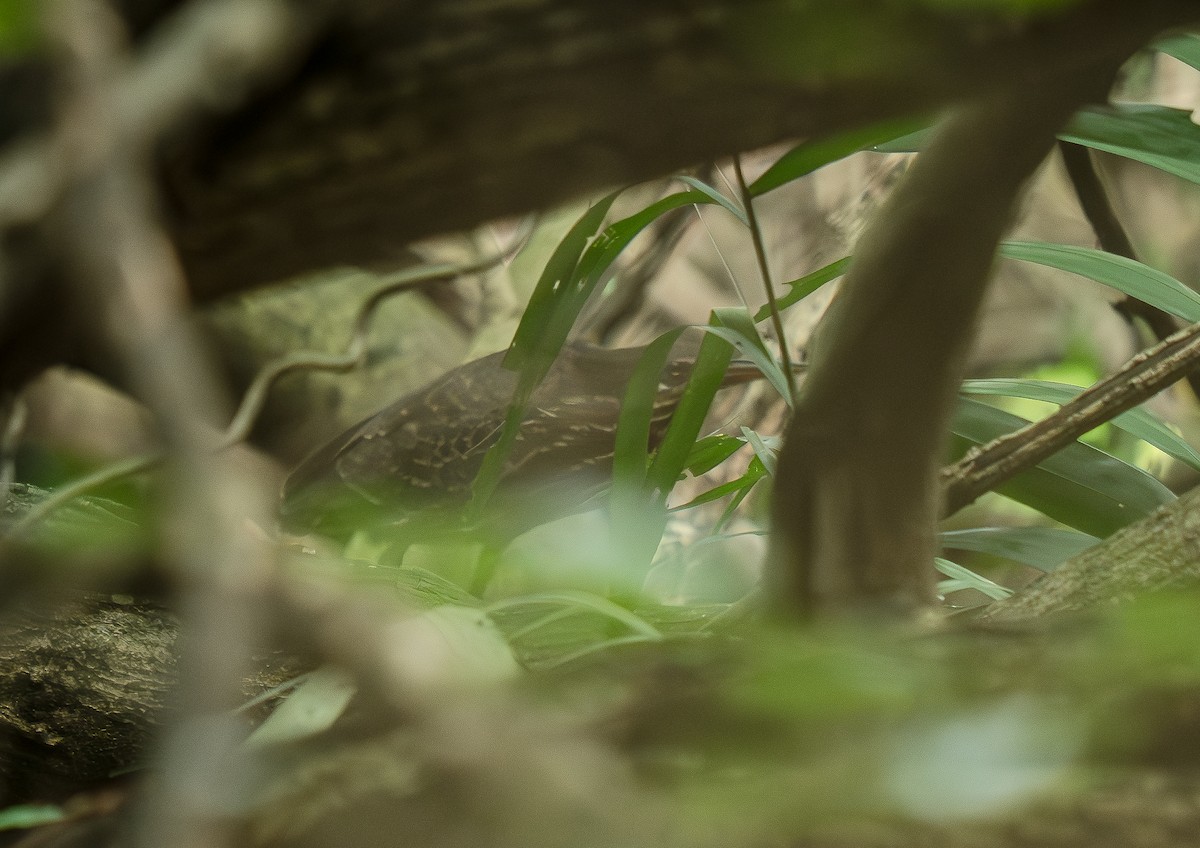 タカサゴクロサギ - ML645260327