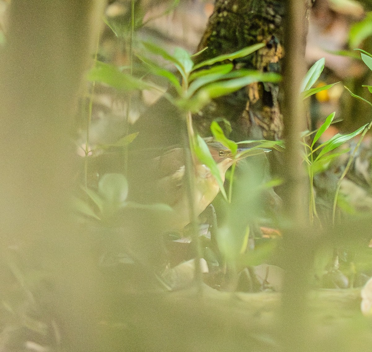 オオヨシゴイ - ML645260330