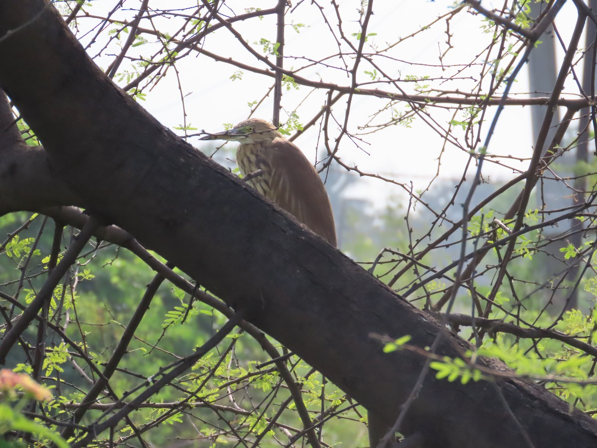 Garcilla India - ML645260331