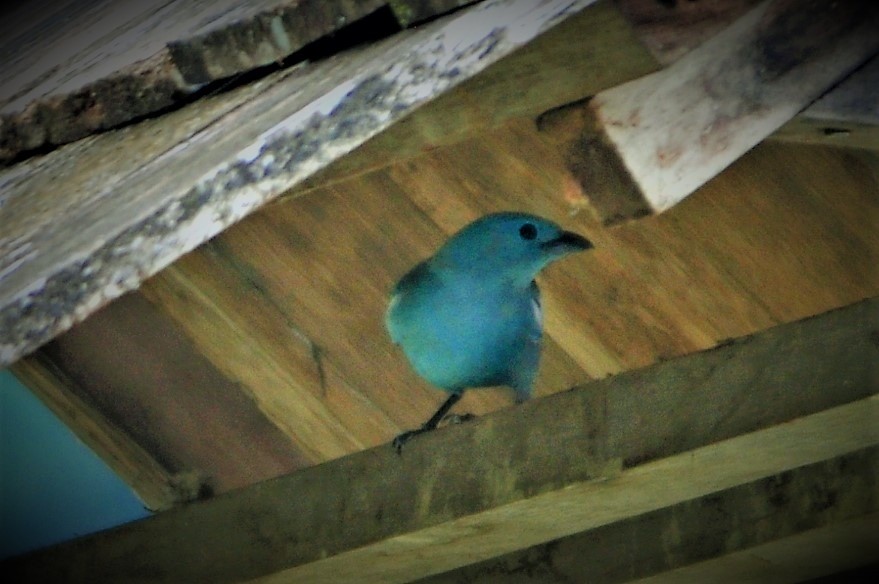 Blue-gray Tanager - ML645260338