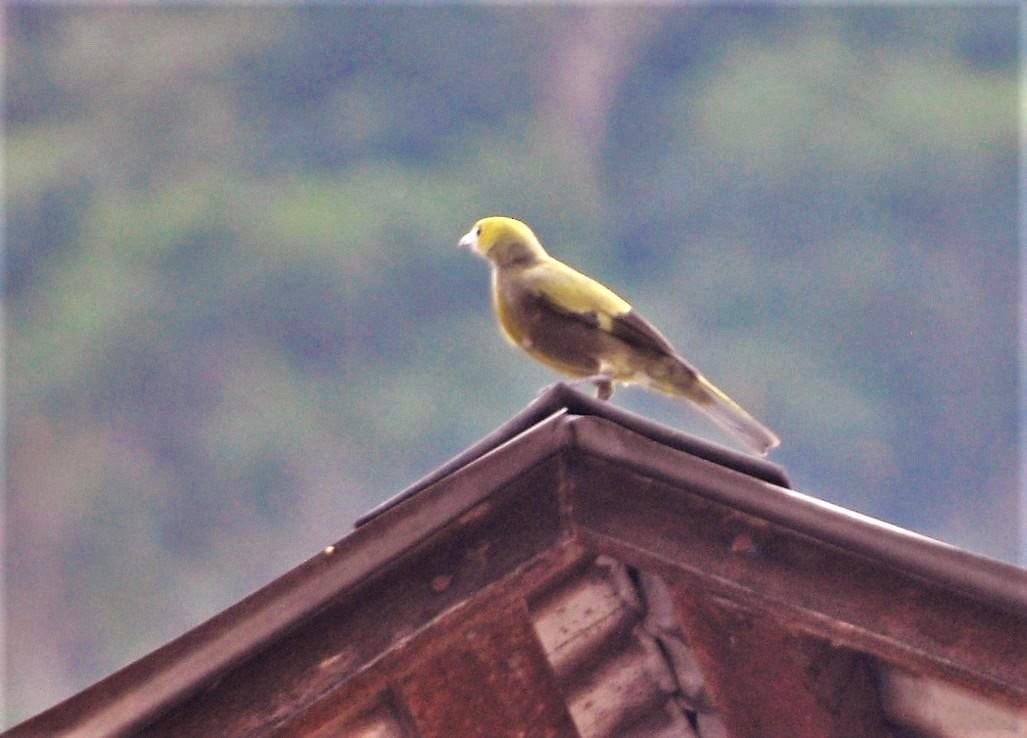 Tangara des palmiers - ML645260344