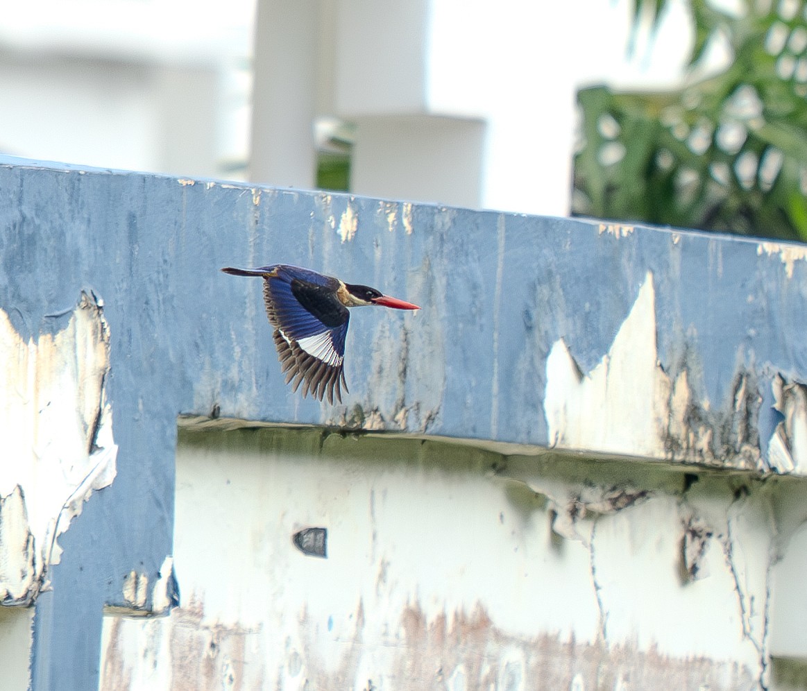 ヤマショウビン - ML645260345