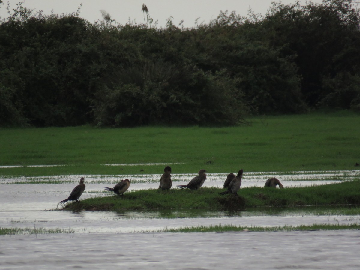 Баклан малий - ML645260347