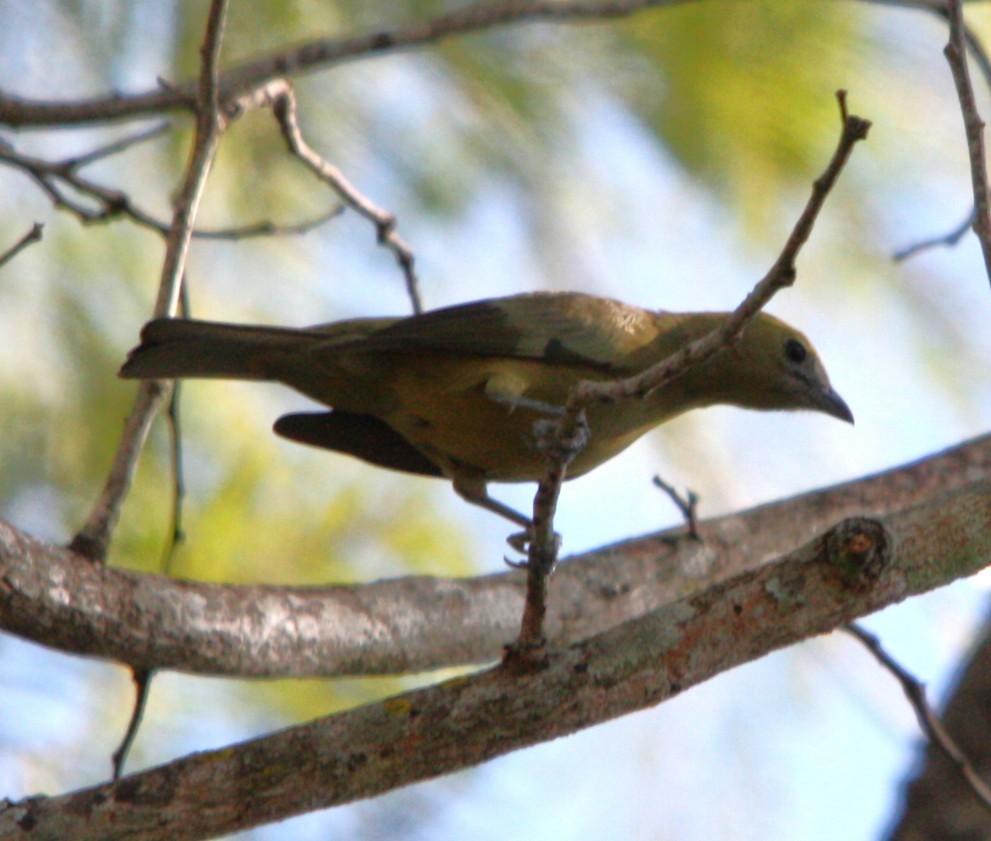 Tangara des palmiers - ML645260350