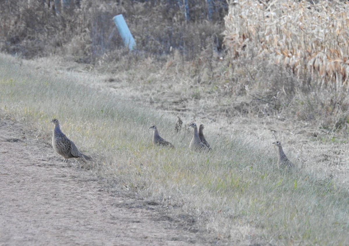 Ring-necked Pheasant - ML645260356