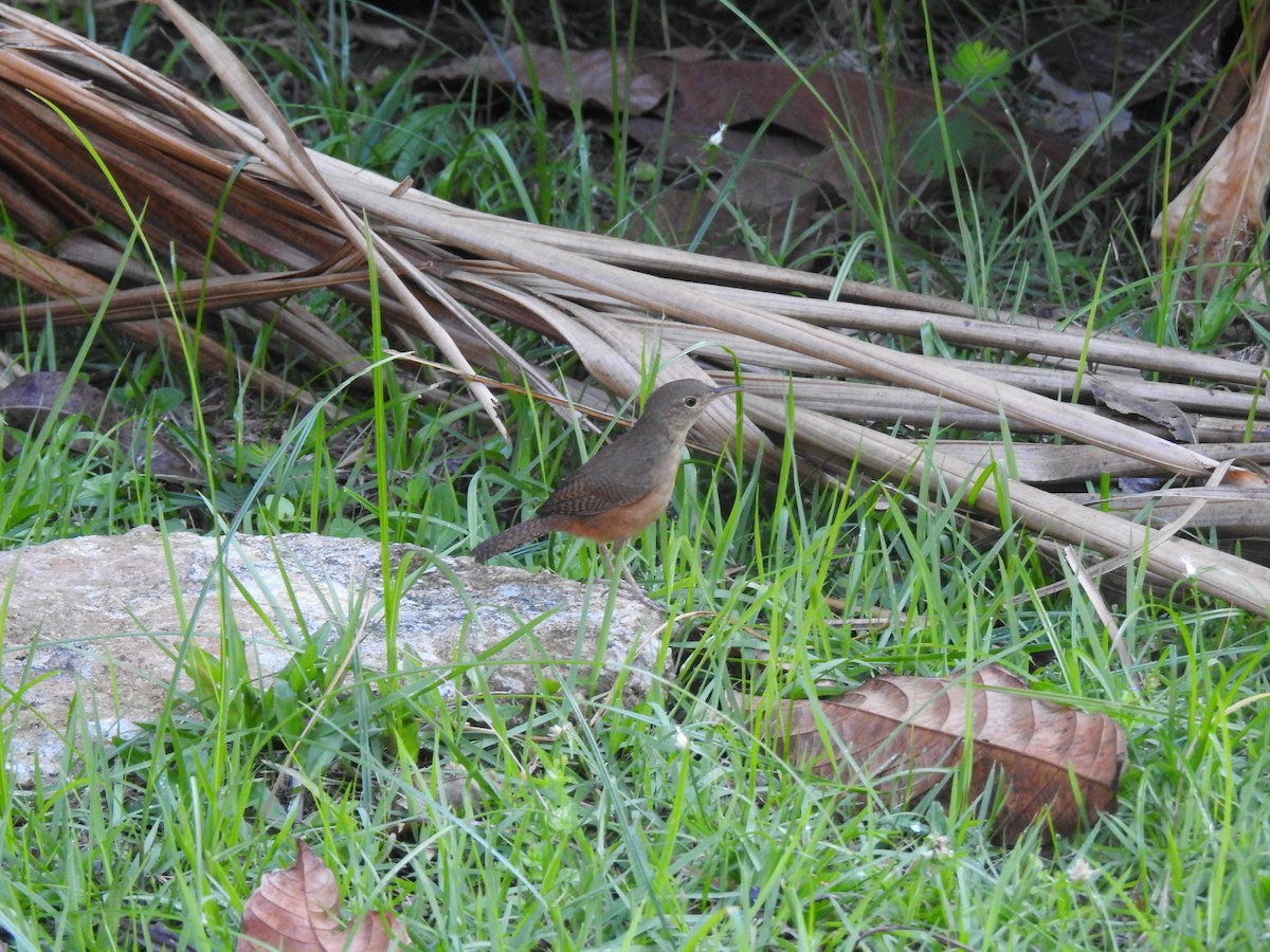 Southern House Wren - ML645260369