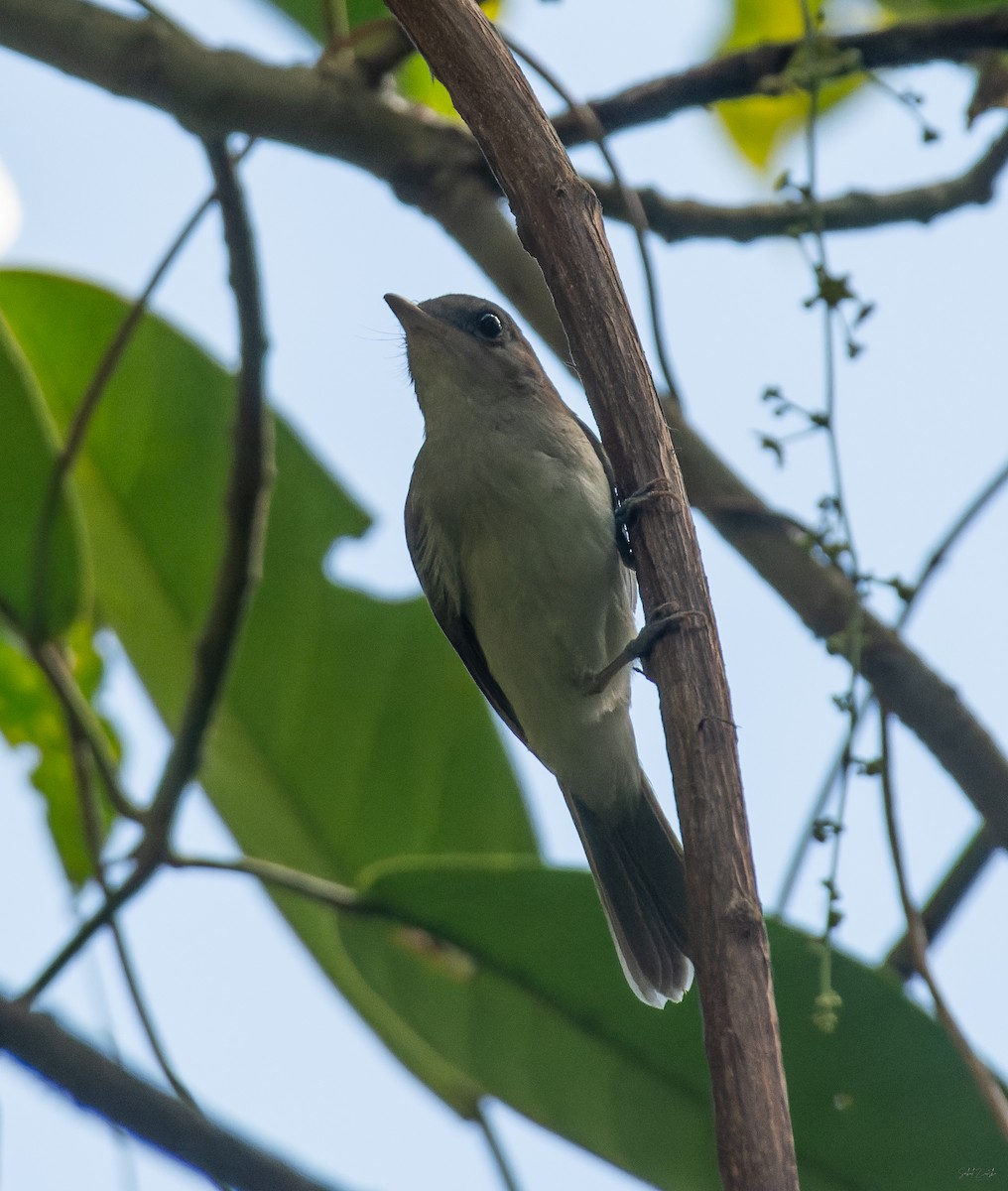 Mangrove Whistler - ML645260385
