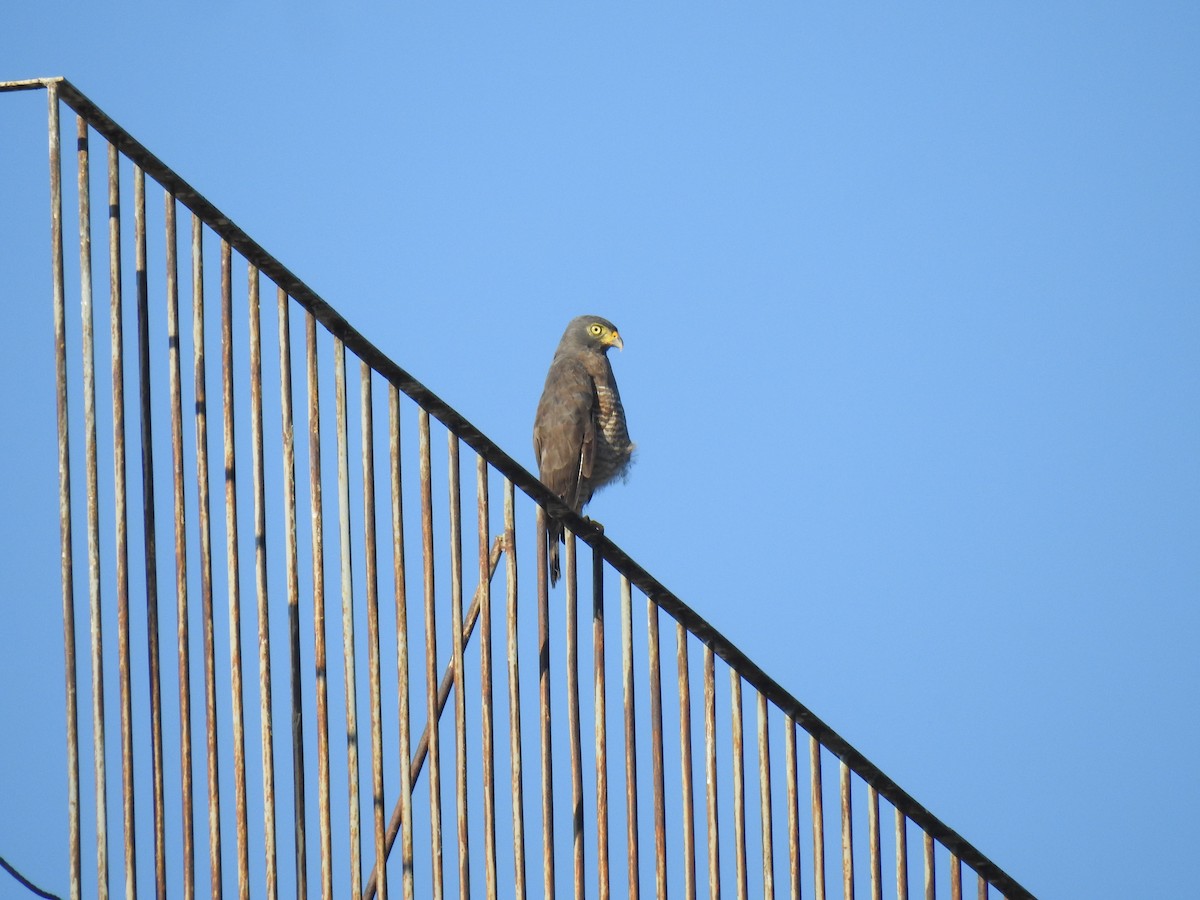 Yol Şahini - ML645260389