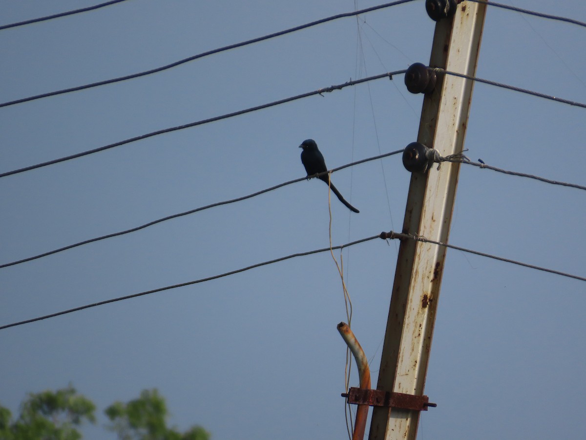 Black Drongo - ML645260396