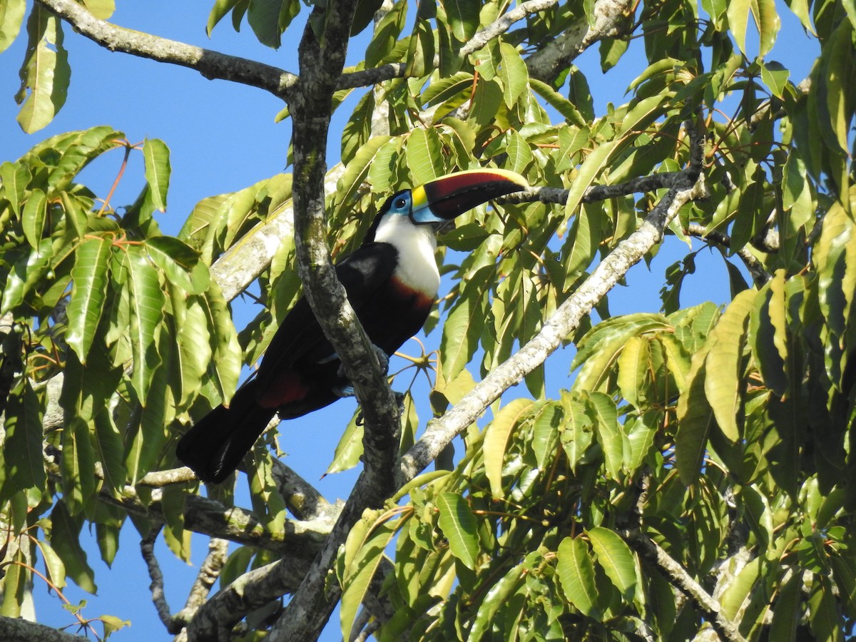 シロムネオオハシ - ML645260397