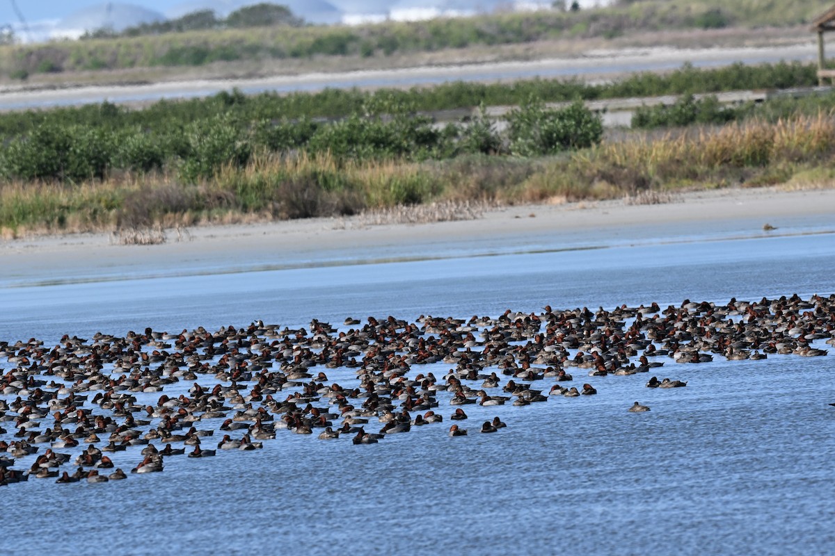 Redhead - ML645260398