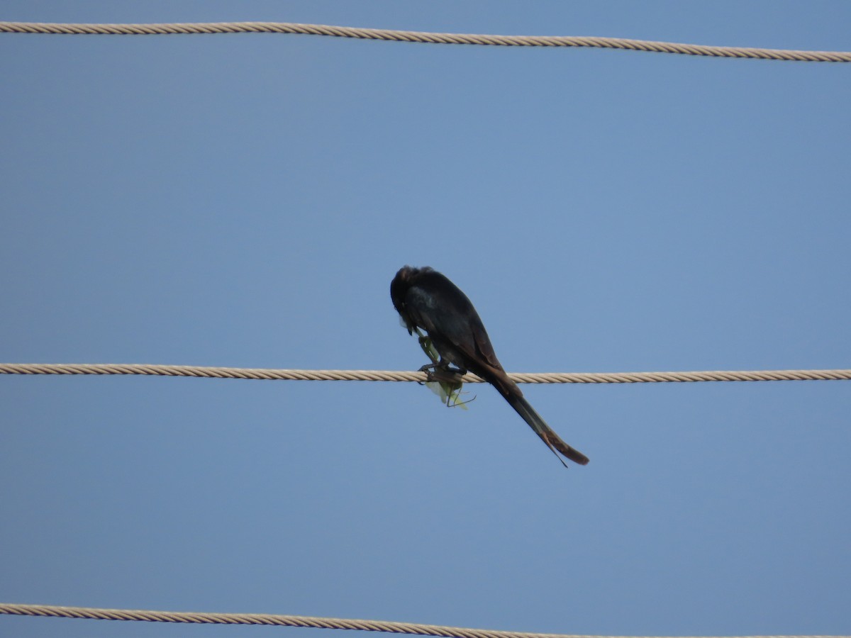 Black Drongo - ML645260399