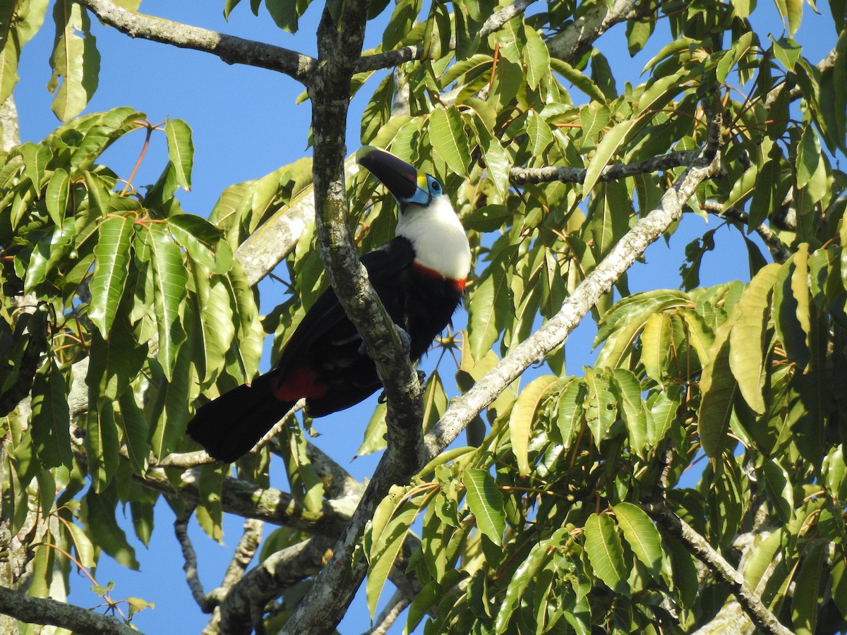 White-throated Toucan - ML645260400