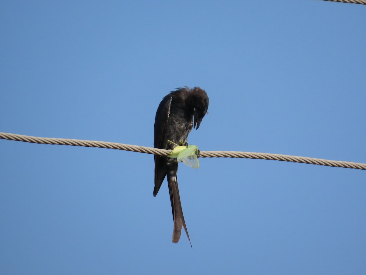 Black Drongo - ML645260403