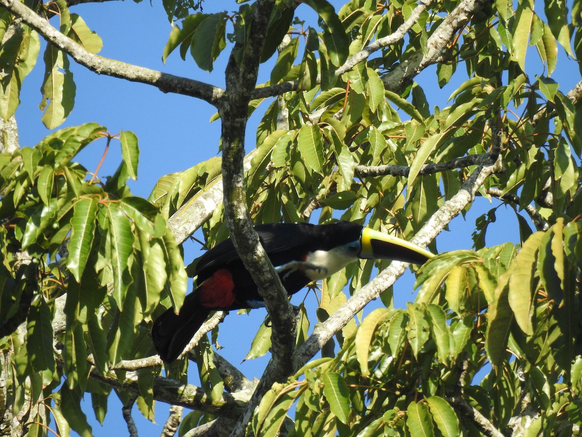 シロムネオオハシ - ML645260404