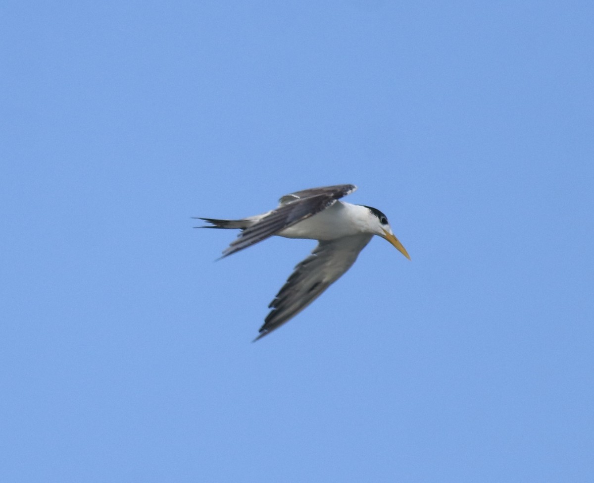 オオアジサシ - ML645260413