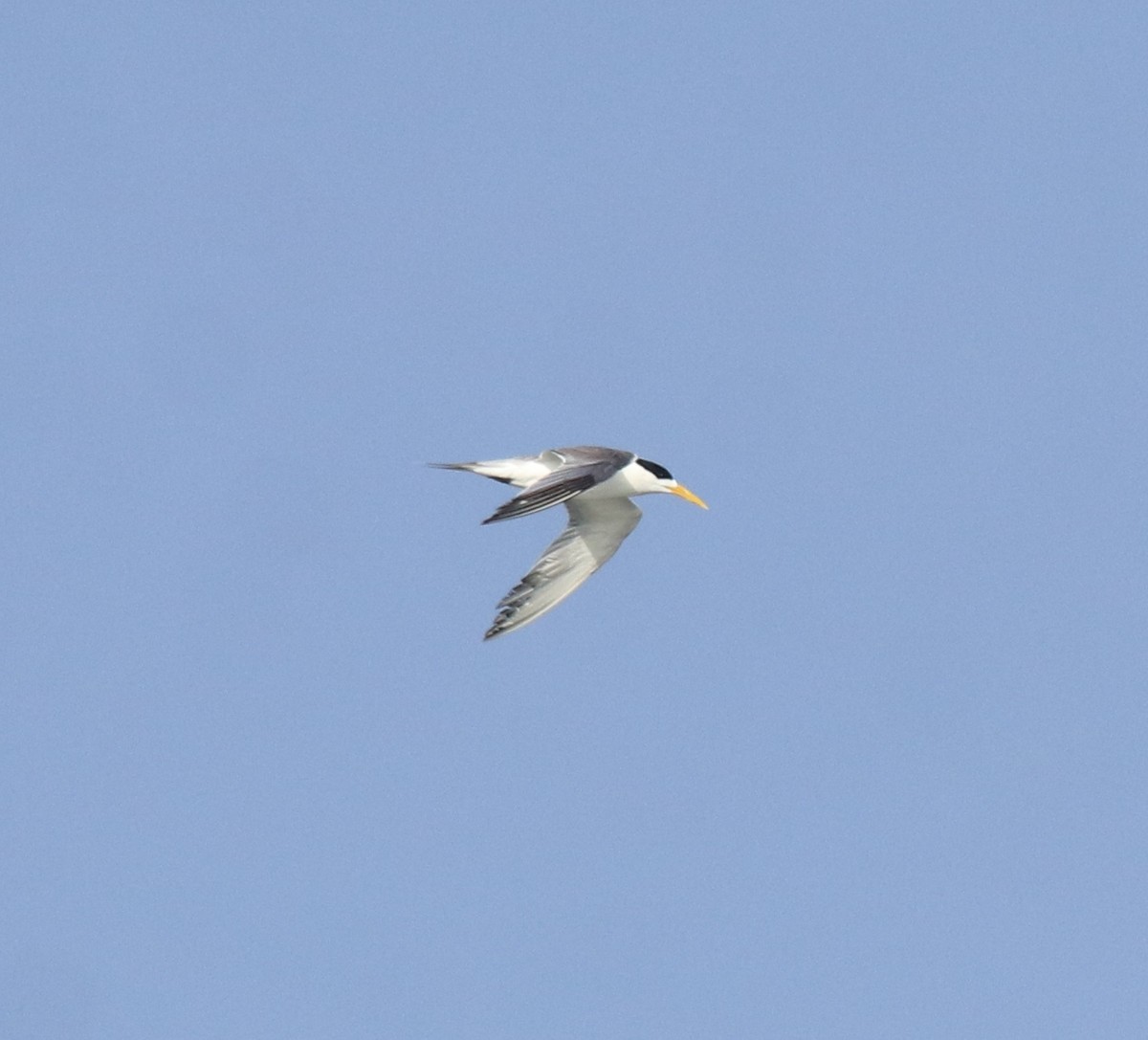 オオアジサシ - ML645260414