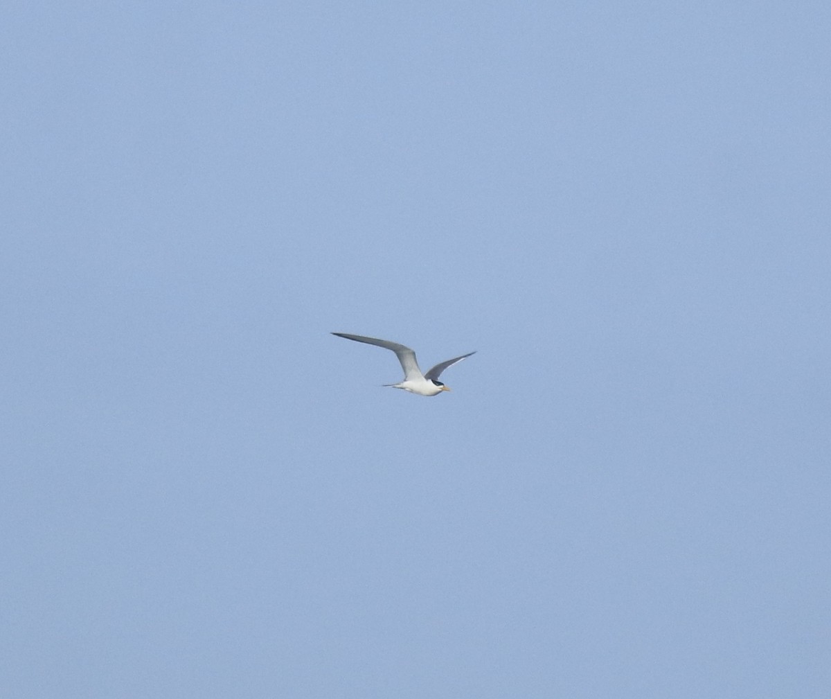 オオアジサシ - ML645260415