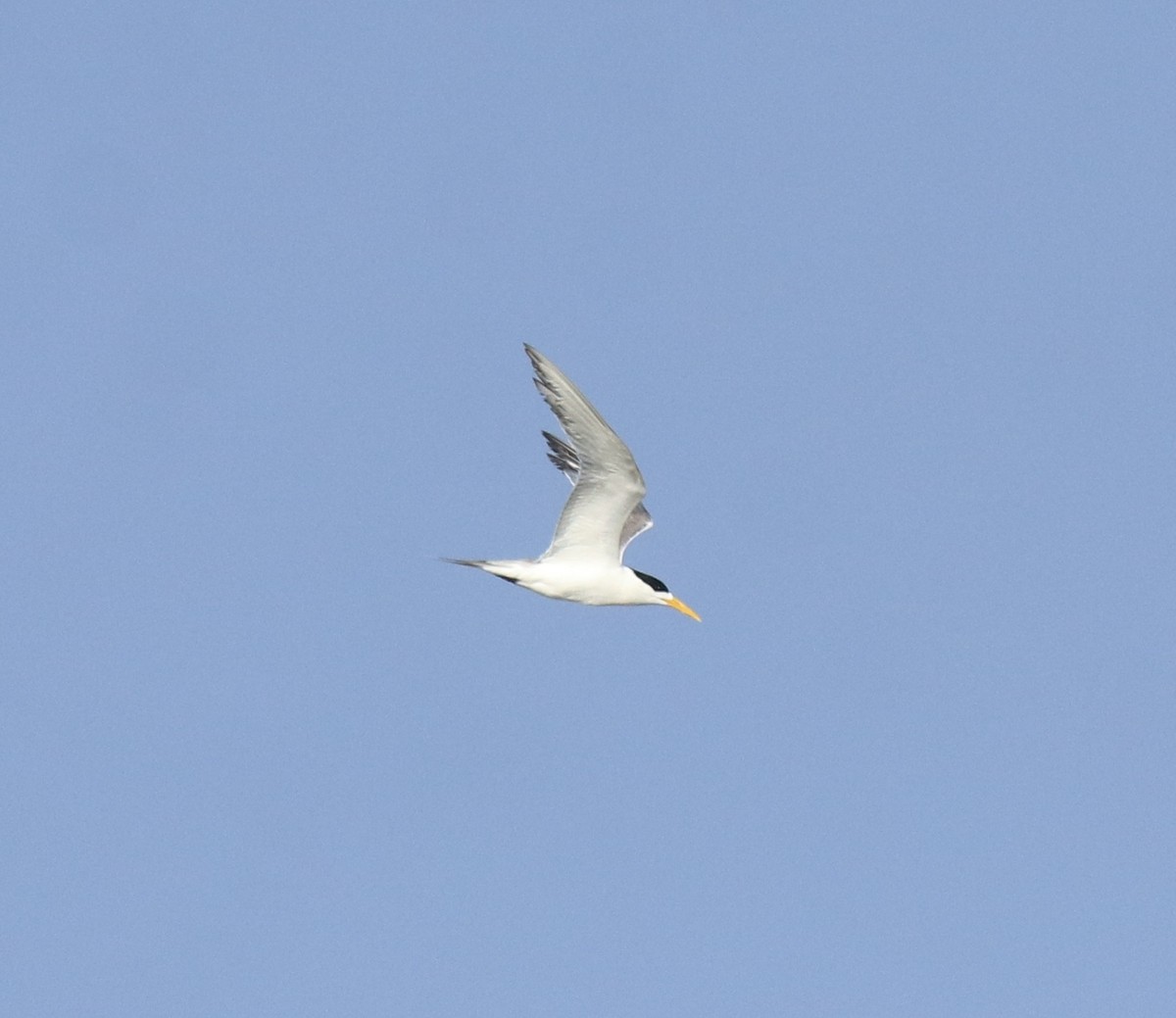 オオアジサシ - ML645260418