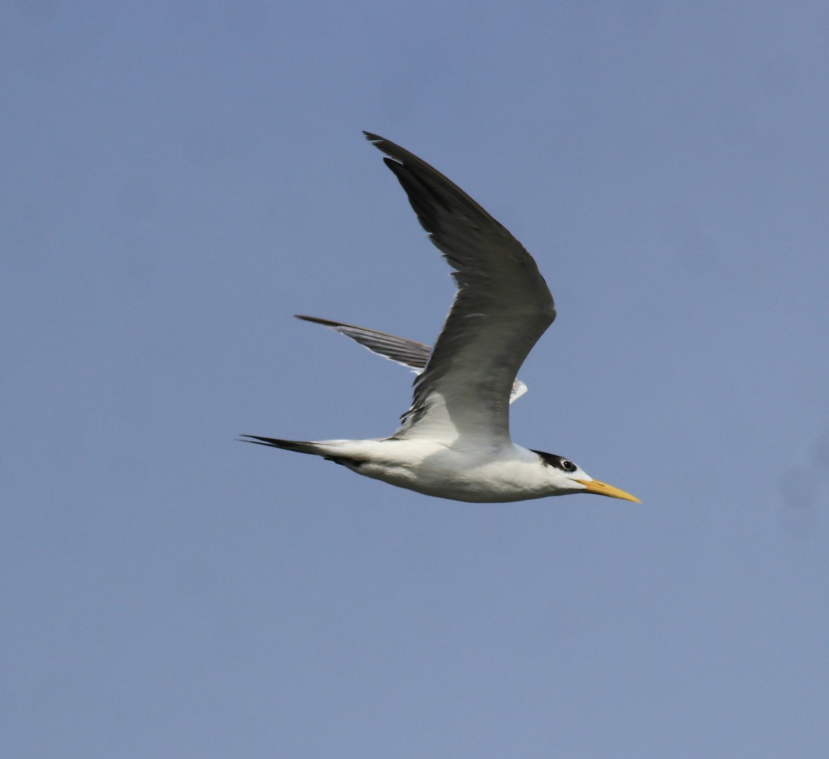 オオアジサシ - ML645260421