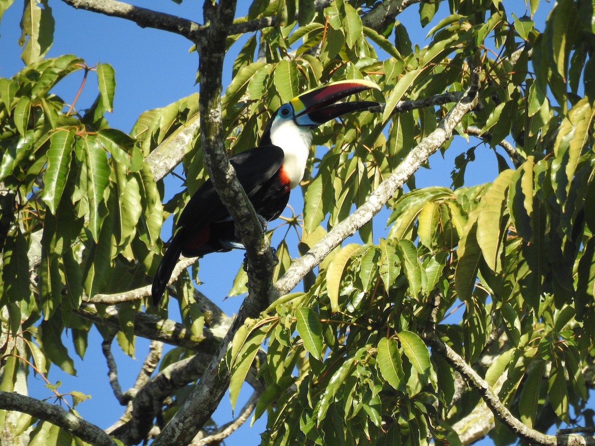 シロムネオオハシ - ML645260422