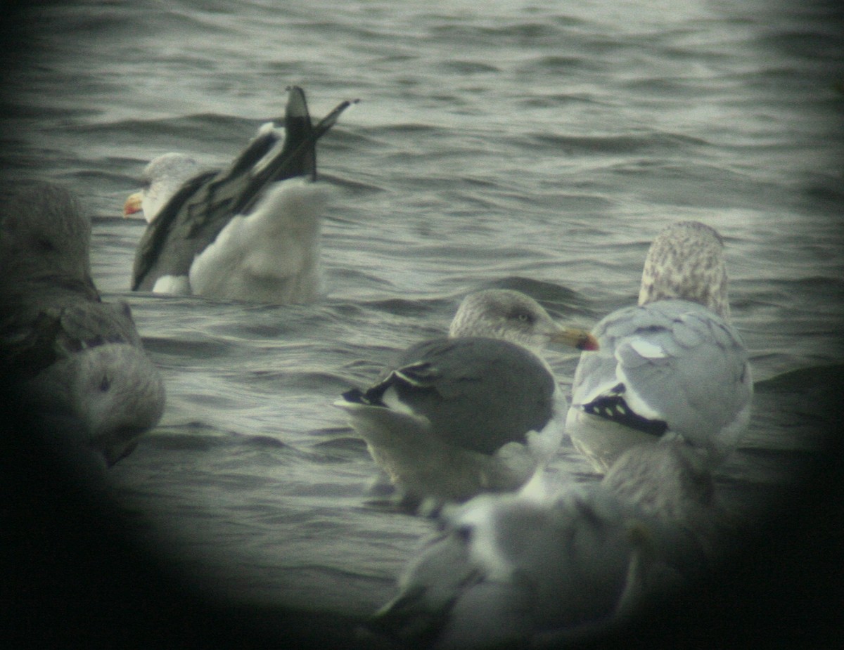 Lesser Black-backed Gull - ML645260423