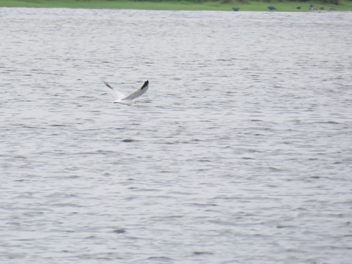 Aguilucho Papialbo - ML645260424