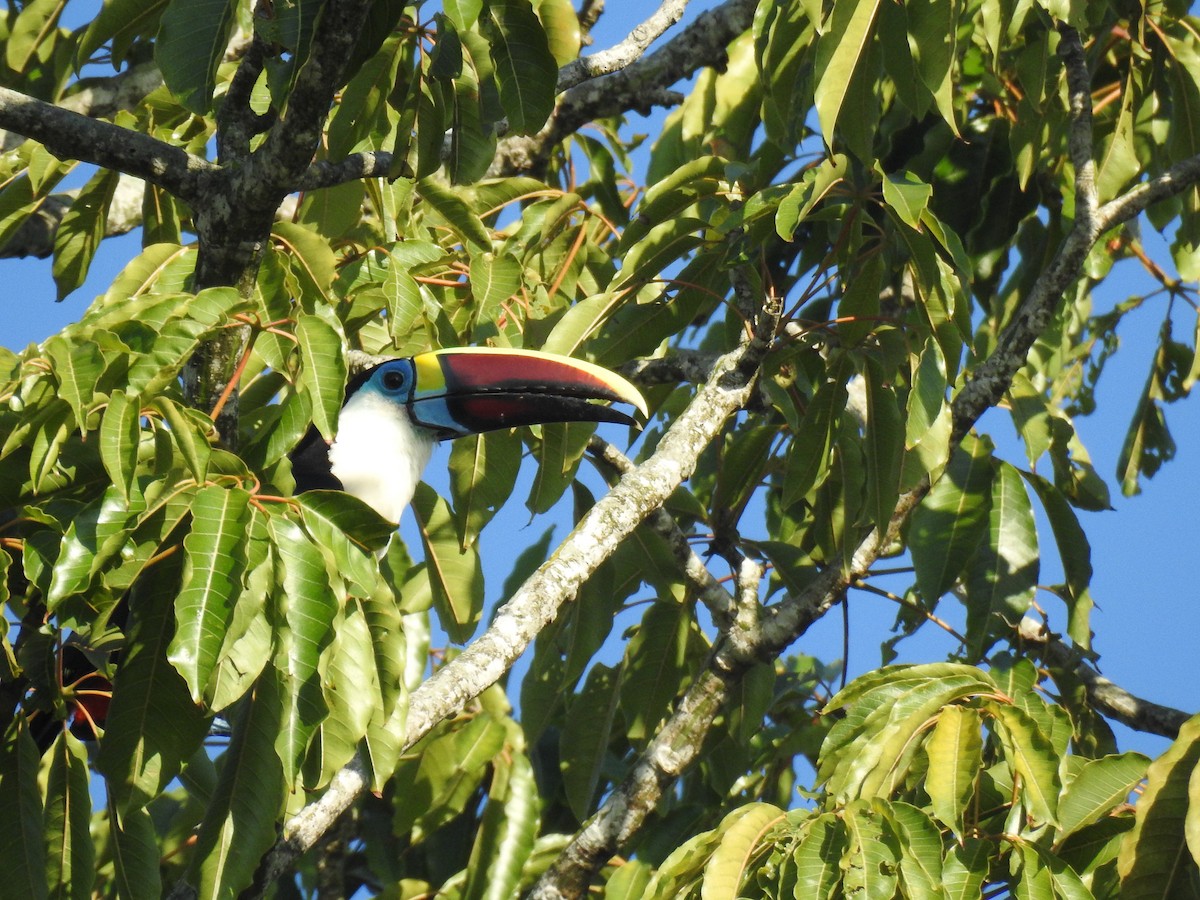 シロムネオオハシ - ML645260425