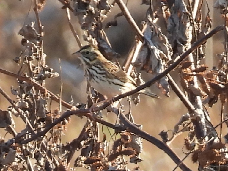 サバンナシトド - ML645260426