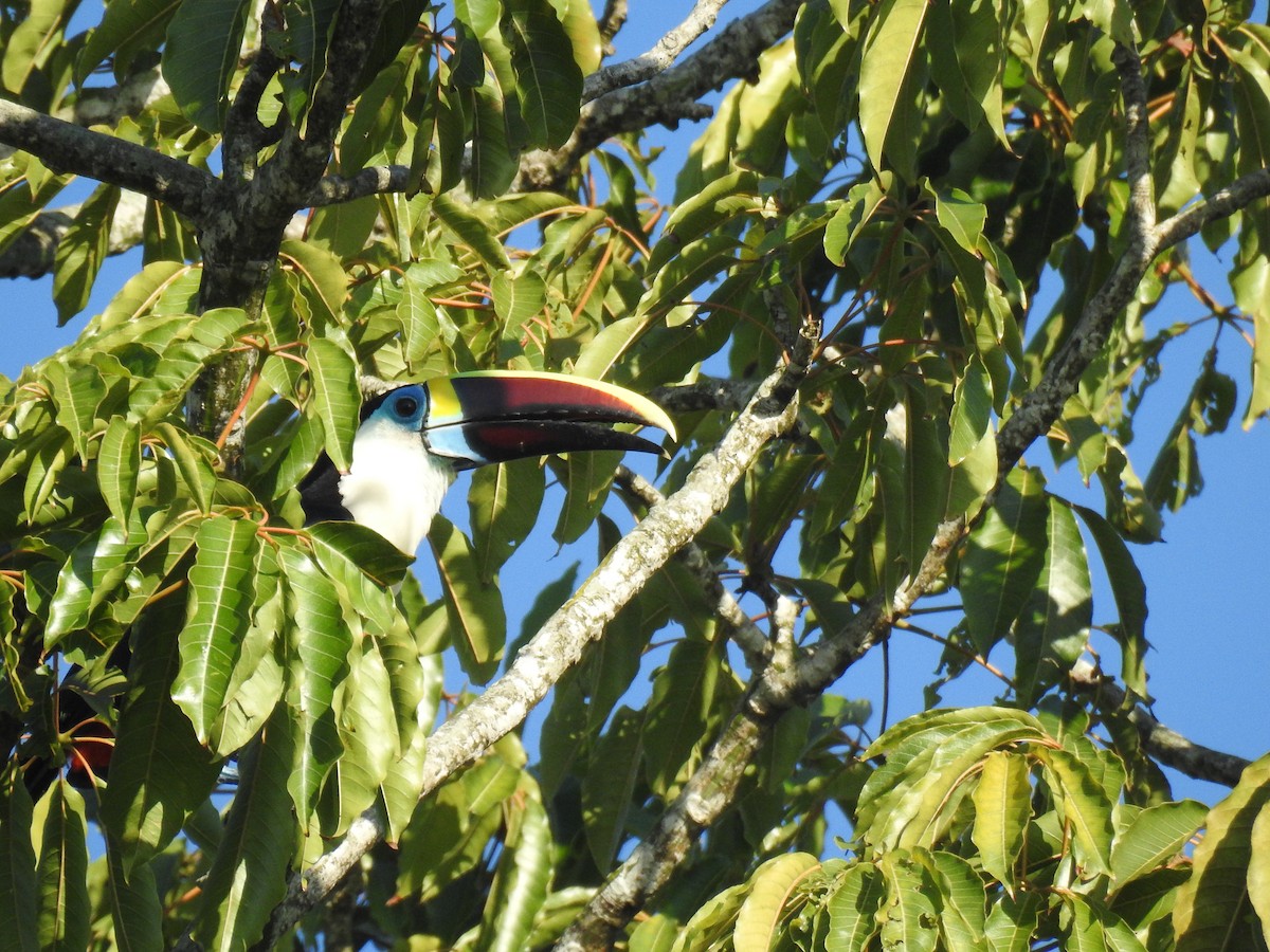 シロムネオオハシ - ML645260427