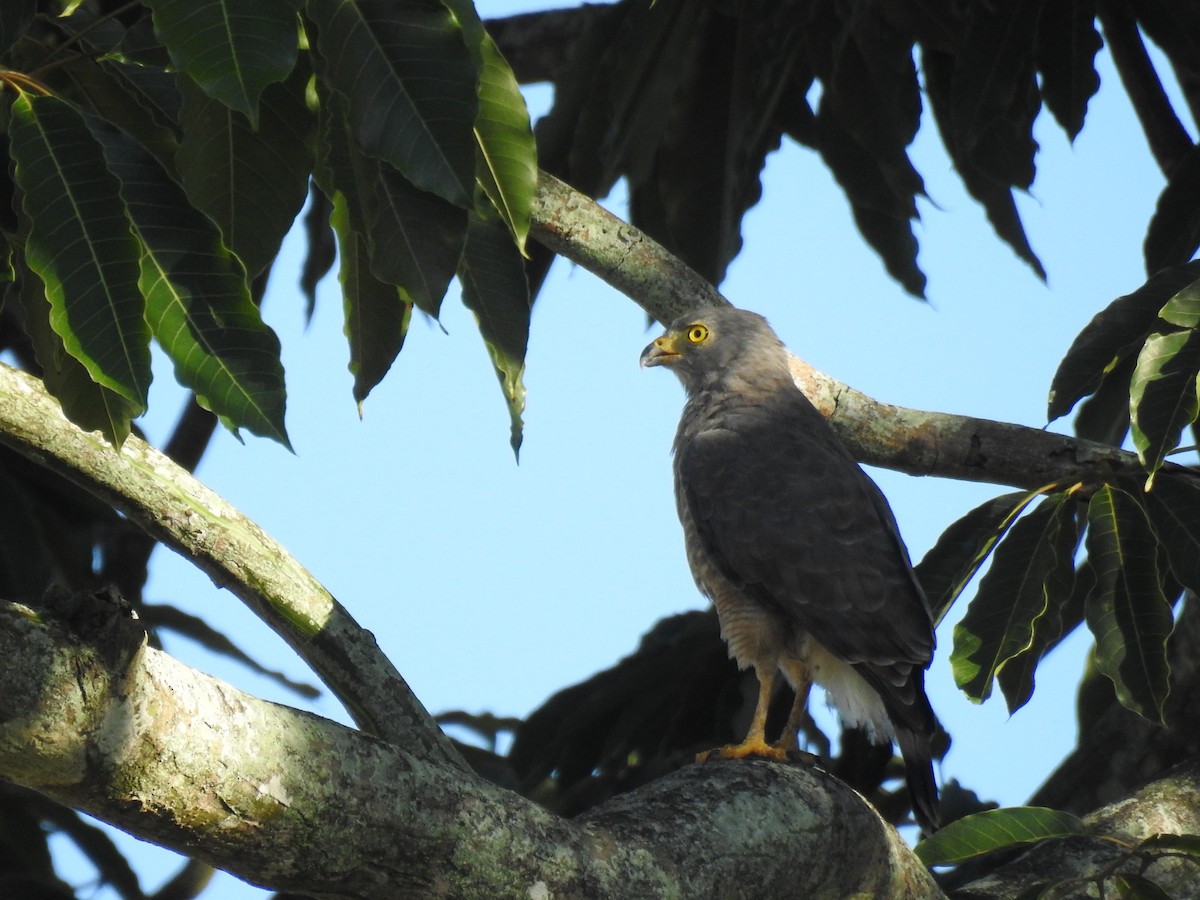 オオハシノスリ - ML645260428