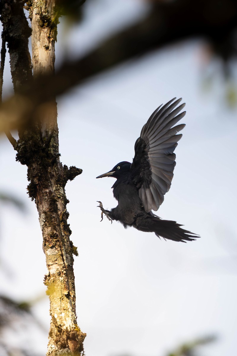 クマゲラ - ML645260429