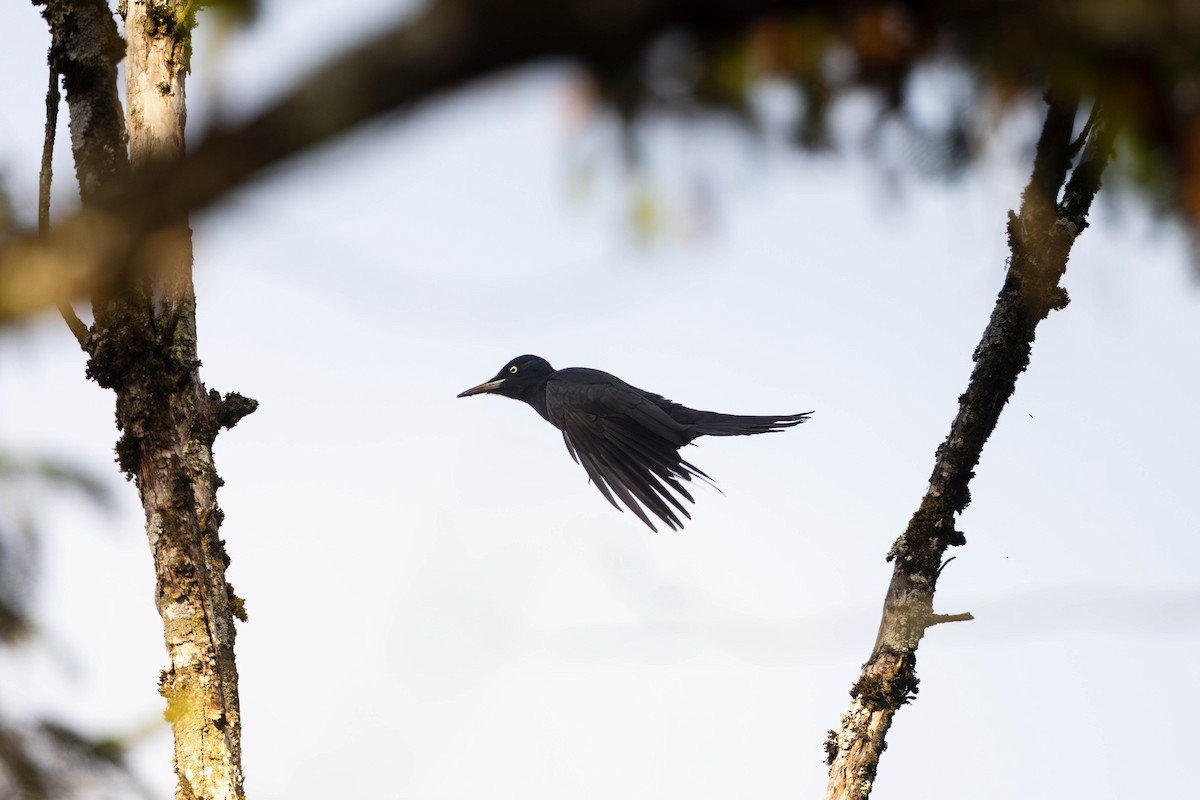 クマゲラ - ML645260430