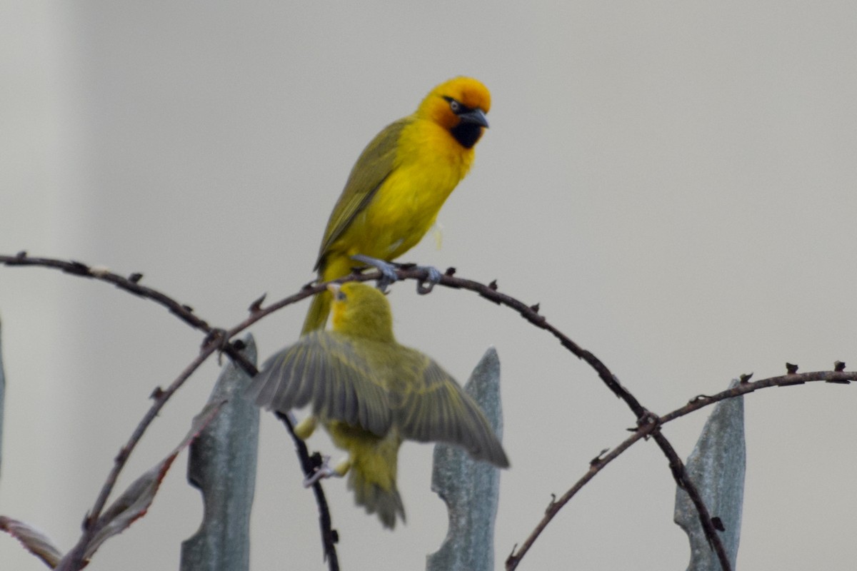 メグロハタオリ - ML645260431