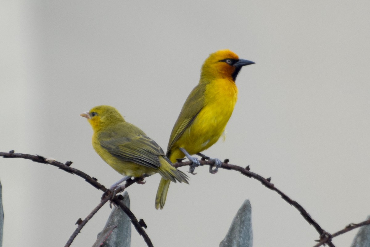 メグロハタオリ - ML645260432