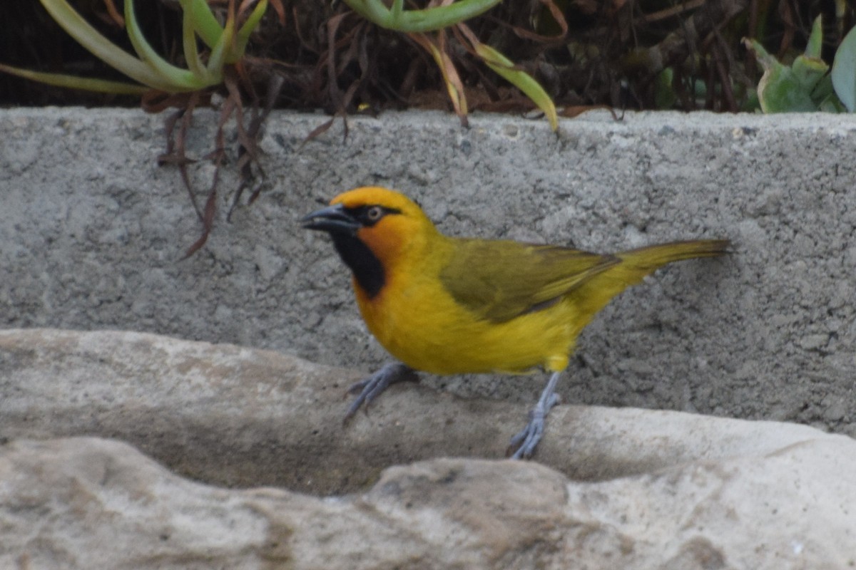 メグロハタオリ - ML645260433