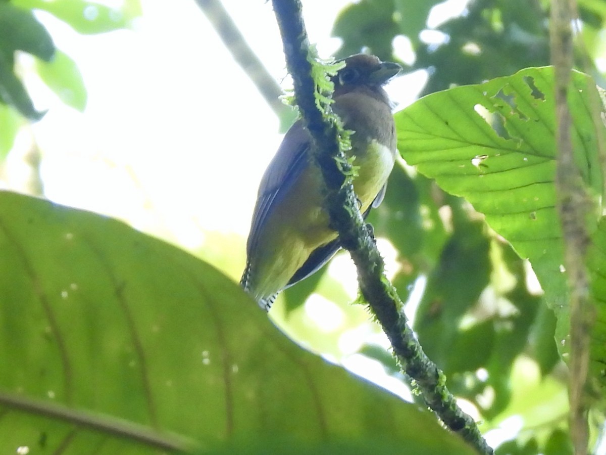 Graceful Black-throated Trogon - ML645260434