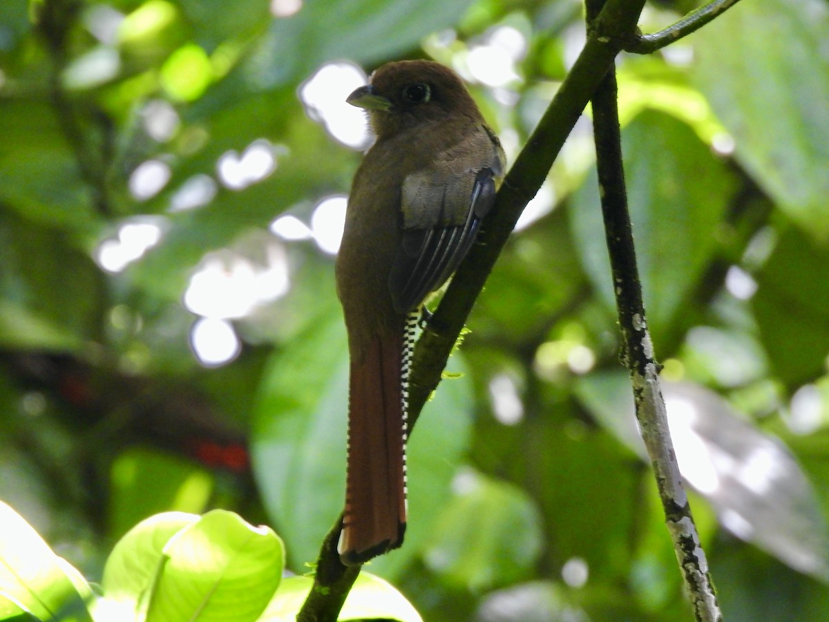 Graceful Black-throated Trogon - ML645260435